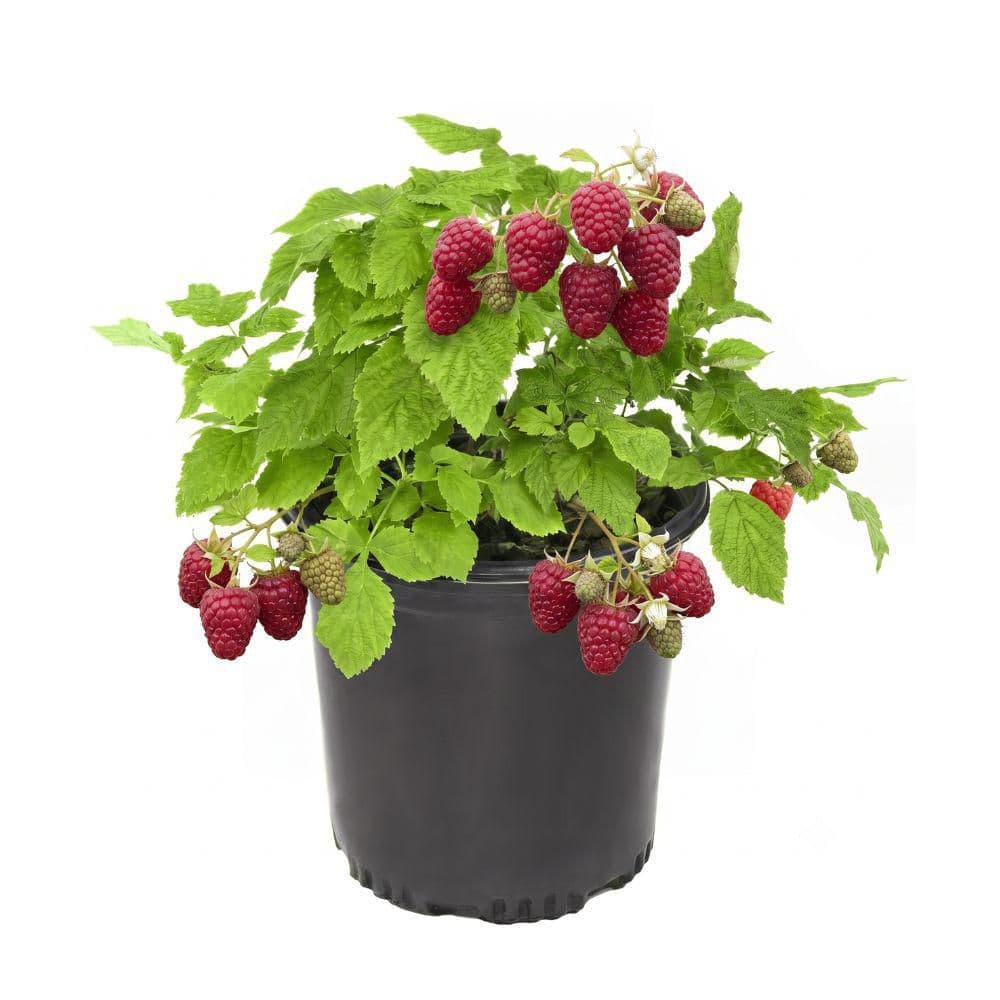 Thronless Raspberry Plants national PLANT NETWORK 1 gal. Caroline Thornless Rubus Raspberry Plant ...