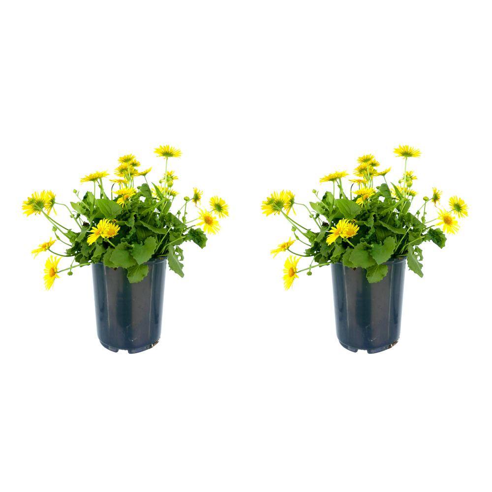 2.5 qt. Perennial Doronicum Leonardo Yellow (2-Pack)