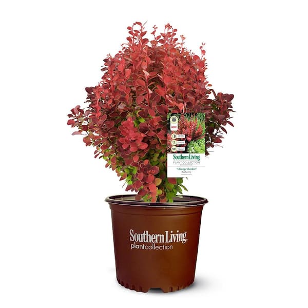 SOUTHERN LIVING 2 Gal. Orange Rocket Barberry Plant with Coral to Ruby Red  Foliage 14372 - The Home Depot