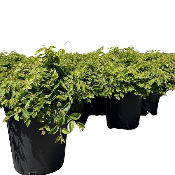 Alder & Oak #5 Loropetalum Chinense Green Flowering Shrub (2-pack)