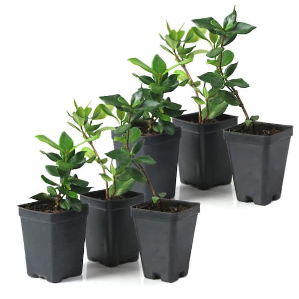 jasmine☆Uco national PLANT NETWORK 1 gal. Asiatic Jasmine Plant with