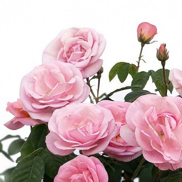 KNOCK OUT 1 Gal. Rose Knockout Peachy With Pink Flowers HD2789