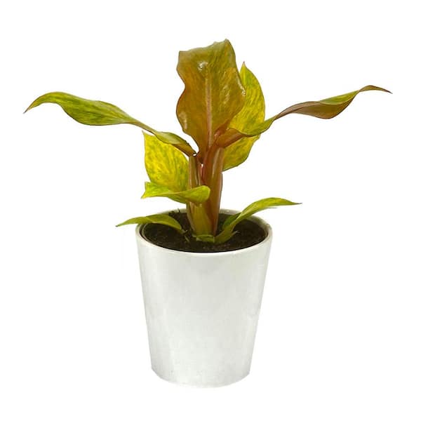 Philodendron Orange you Gorgeous Indoor Plant in 5 in. White Ceramic Container