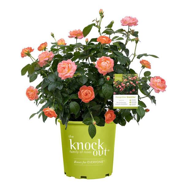 KNOCK OUT 1 Gal. Orange Glow Knock Out Rose Bush with Orange Flowers ...