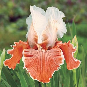 Orange and White Flowering Perennial English Charm Reblooming Bearded Iris Live Bareroot Plant