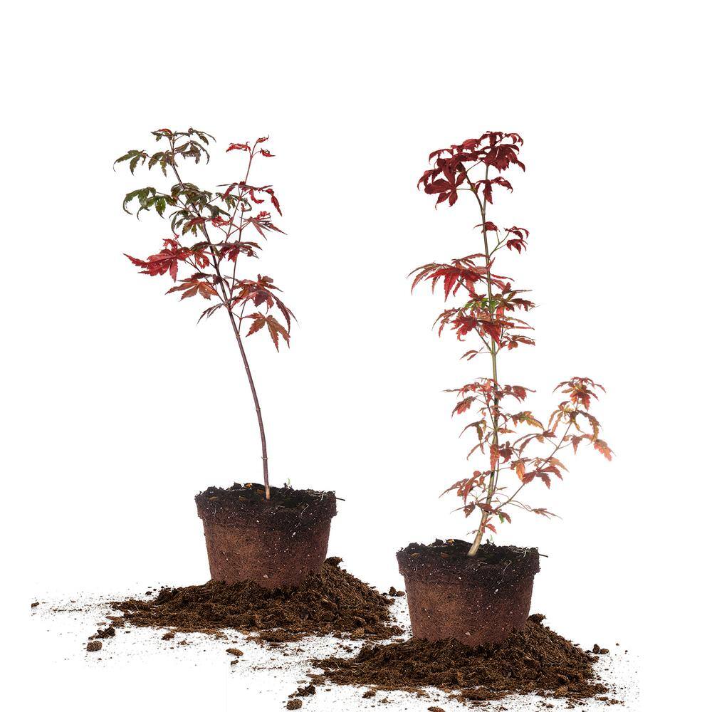 Perfect Plants 1 Gal Japanese Maple Tree 2 Pack Thd00406 The Home Depot