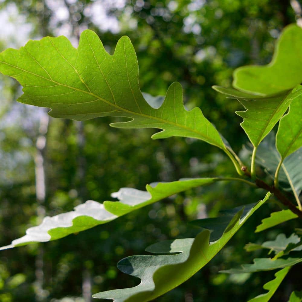 2.25 Gallon Deciduous Bur Oak Tree for Full Sun