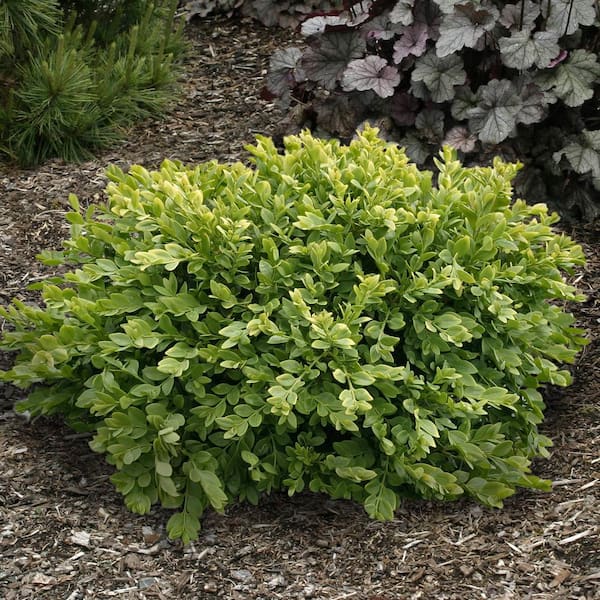 6 to 9 in. Tall, Green Mountain Boxwood Super Value Starter Hedge Kit Dormant Bare Root Starter Shrubs (100-Pack)