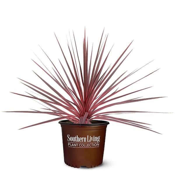 SOUTHERN LIVING 2.6 Qt. Charlie Boy Cordyline Plant 18363 - The Home Depot