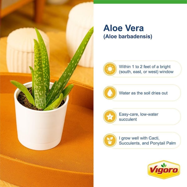 Vigoro Aloe Vera Indoor Plant in 4 in. Decor White Pot, Avg. Shipping  Height 7 in. Tall CO.AV04.3.WHT