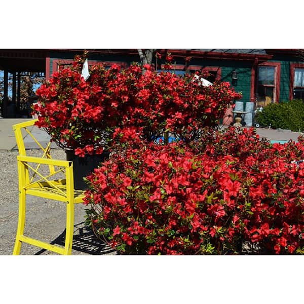 1 Gal. Stewartstonian Azalea Live Flowering Evergreen Shrub, Orange-Red Flowers