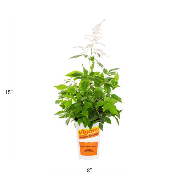 2 QT Astilbe False Spirea 'Younique White' White Perennial Plant