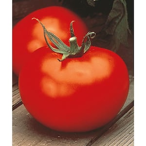 4 In. Better Boy Plus Tomato Fruit Plant (6-Pack)