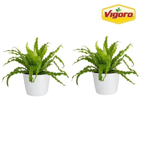 Vigoro Bird's Nest Fern Indoor Plant in 6 in. White Ribbed Plastic Decor Planter, Avg. Shipping Height 1-2 ft. Tall (2-Pack)