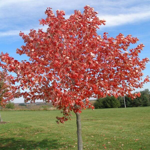 OnlinePlantCenter 5 gal. Red Sunset Maple Tree