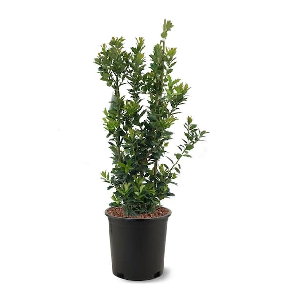 Unbranded 3 Gal. Oakleaf Holly Tree