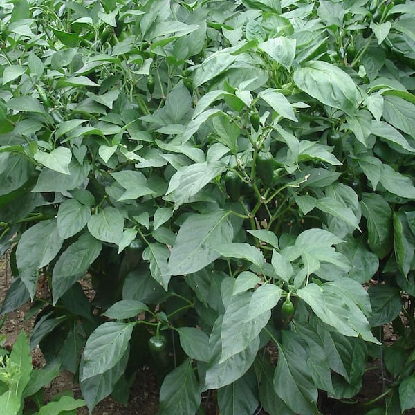 Bonnie Plants 19 oz. Mild Jalapeno Pepper Plant 2501 - The Home Depot