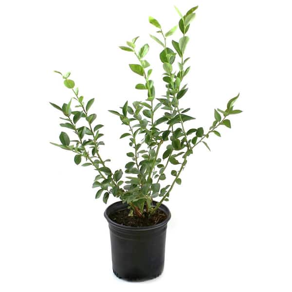 national PLANT NETWORK 1 gal. Blueberry Elliott Plant