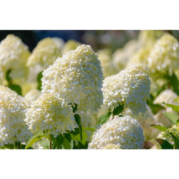 Hydrangea4936　0901 Proven Winners® Limelight® Hydrangea - Hydrangea paniculata