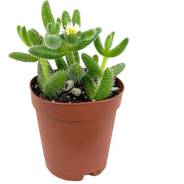 Wekiva Foliage Pickle Plant-Live Plant in a 2 in. Pot-Ice Plant-Delosperma Echinatum-Indoor Outdoor Cacti Succulent Houseplant