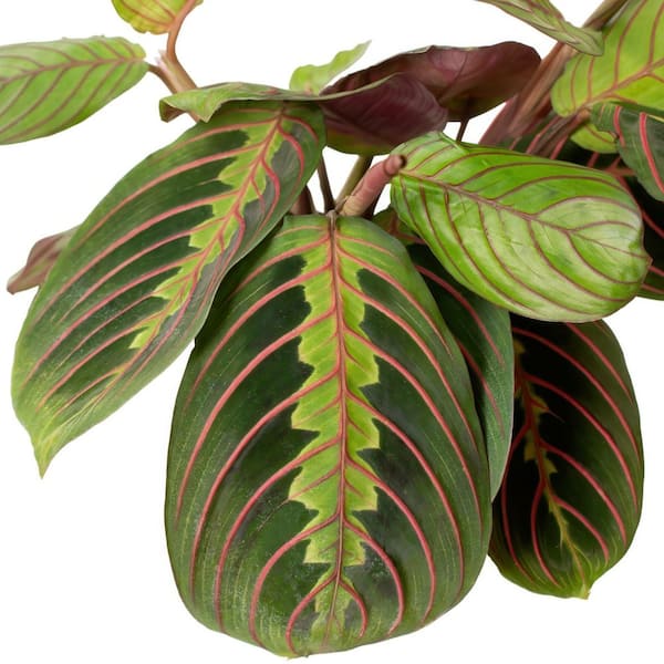 national PLANT NETWORK 4 in. Red Maranta Plant (3-Pack)