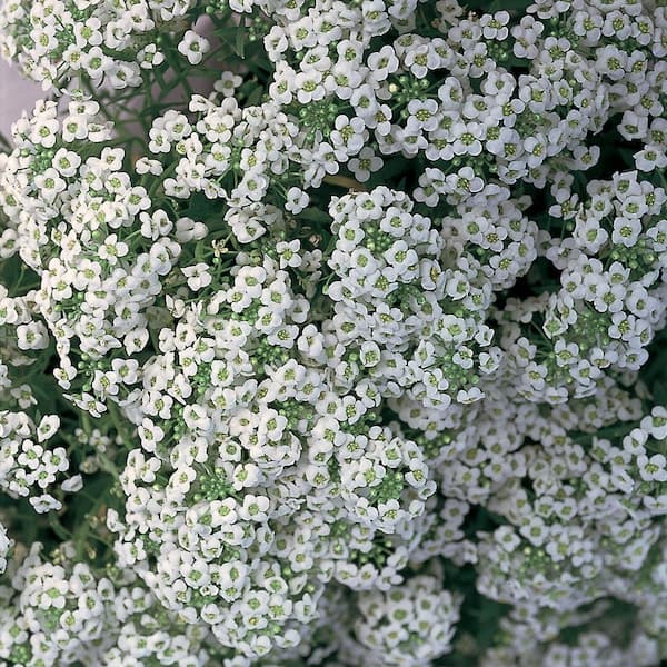 Vigoro 2 qt. Lobularia Easy Breezy White Annual Plant