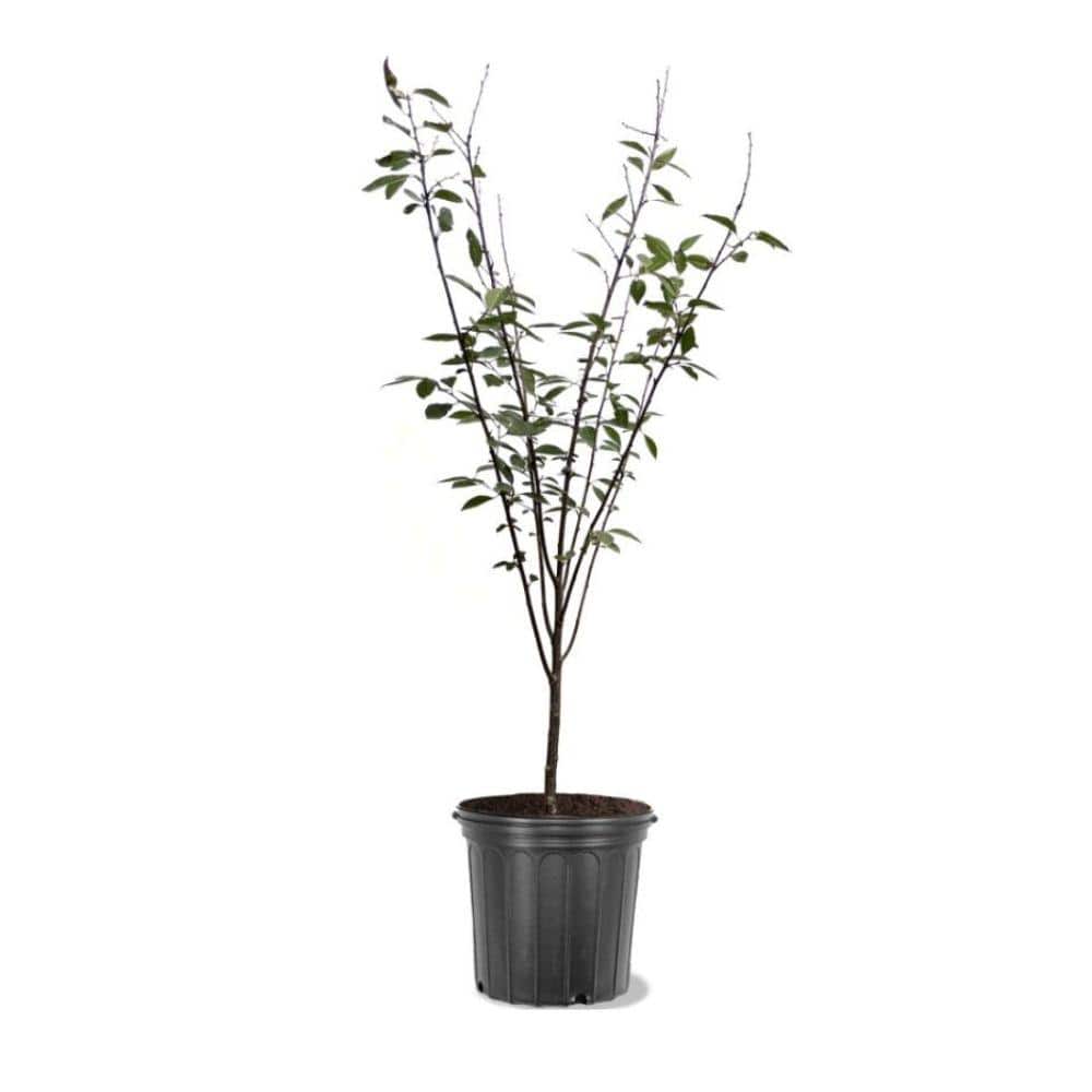 3 Gal. North Star Cherry Tree