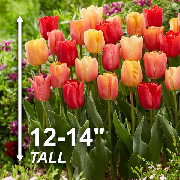 Garden State Bulb 12/ cm, Jimmy Mix Triumph Tulip Flower