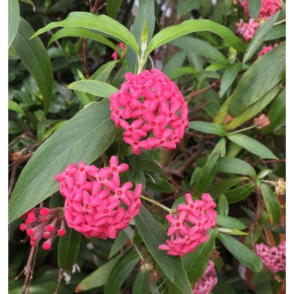 Wekiva Foliage Panama Rose Plant-Live Plant in a 10 Inch Pot-Standard-Rondeletia Stigosa-Flowering Tree for The Garden