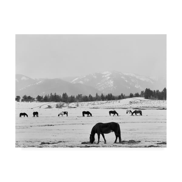 Trademark Fine Art Monte Nagler 'Black Horse in Winters Mountains Wyoming' Canvas Unframed Photography Wall Art 24 in. W. x 32 in