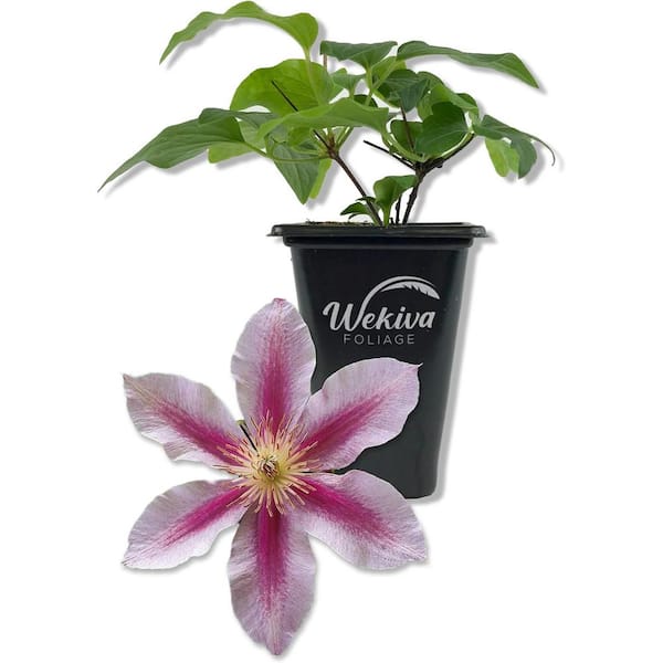 Wekiva Foliage Clematis Piilu Little Duckling-Live Starter Plant-Starter Plants-Beautiful Violet and Pink Flowering Vine