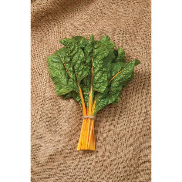 Bonnie Plants Harvest Select Oz Orange Swiss Chard Plant