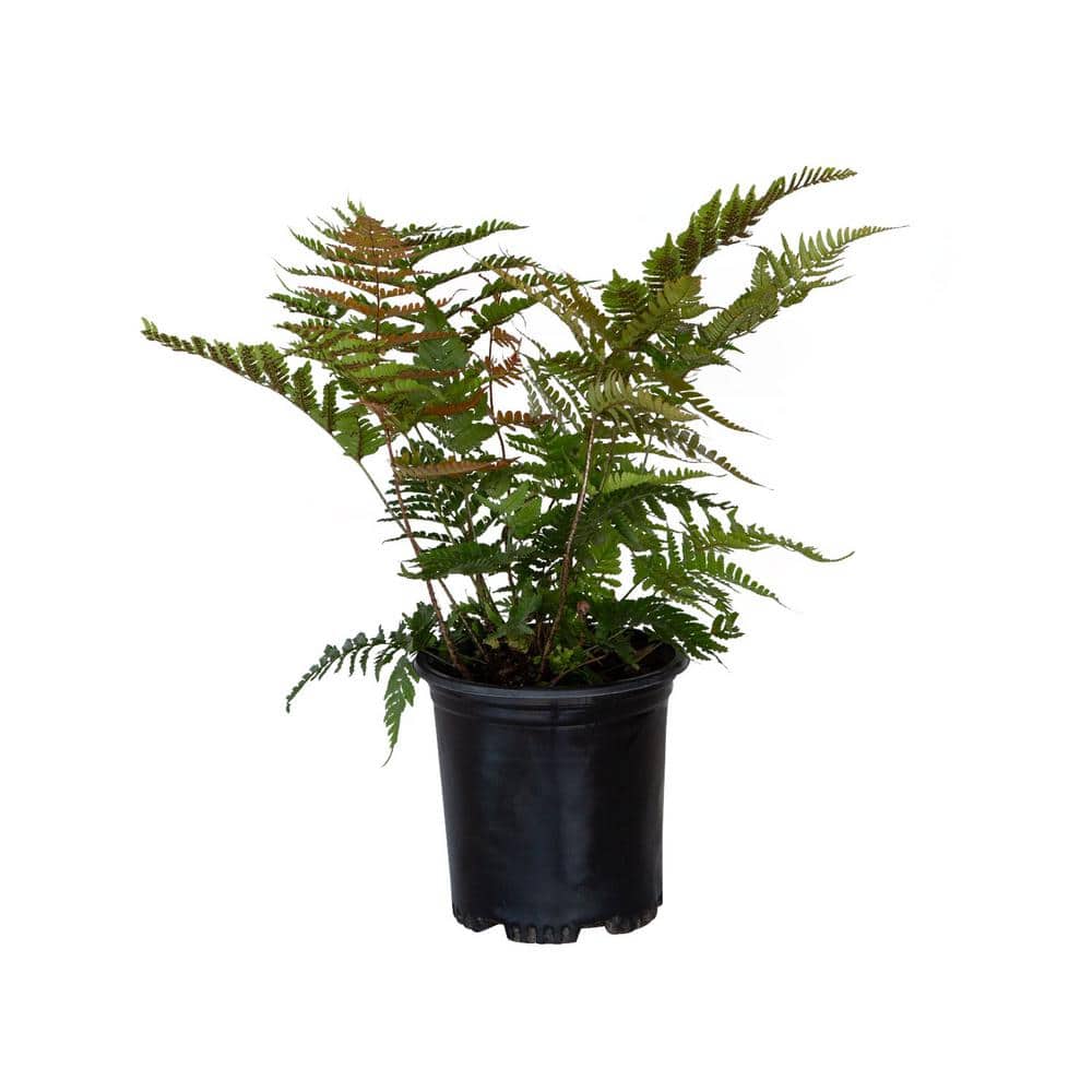 2.5 qt. Autumn Fern (Dryopteris Erythrosora) Live Semi-Evergreen Plant, Copper and Green Foliage price history on PriceWatchPro