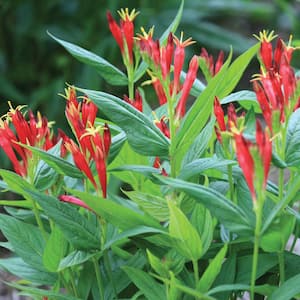 2 QT Spigelia Pinkroots 'Little Redhead' Red Perennial Plant