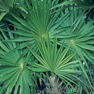 Green Saw Palmetto-Live Plant in a 4 Inch Growers Pot-Serenoa Repens 'Green'-Native Ornamental Palms from Florida