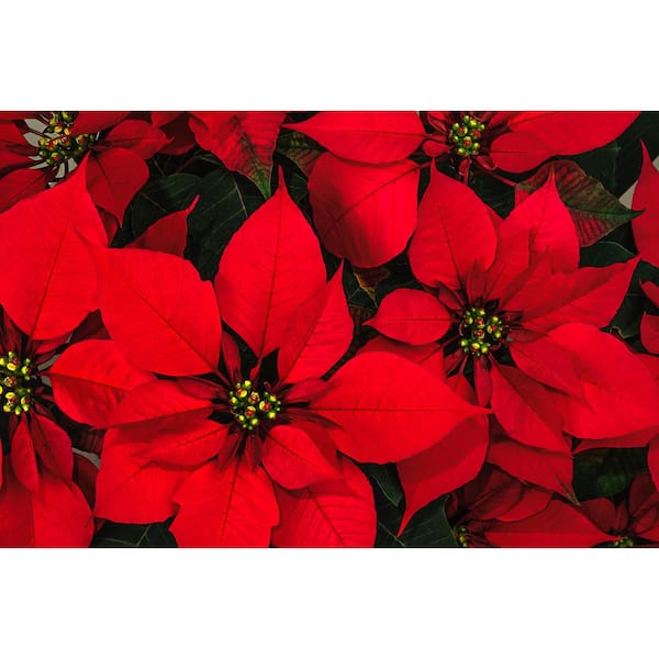 Orange Glo Poinsettia 6.5 inch pot – Cline Greenhouse