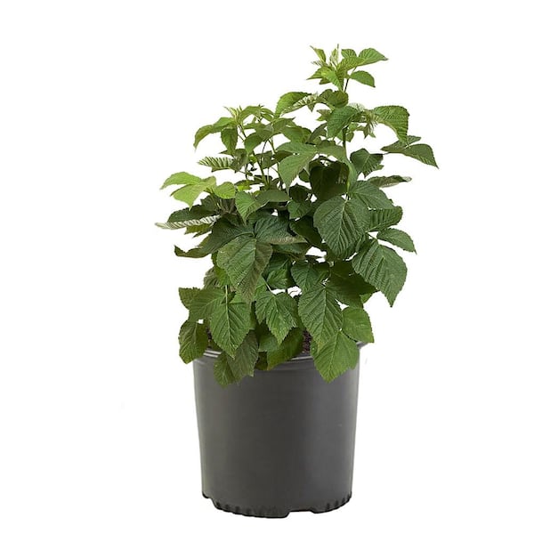 Unbranded 2.25 Gal. Nantahala Raspberry Plant