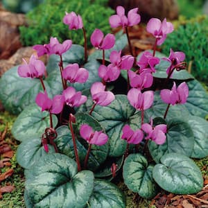 Cyclamen Bulbs coum (Set of 5)