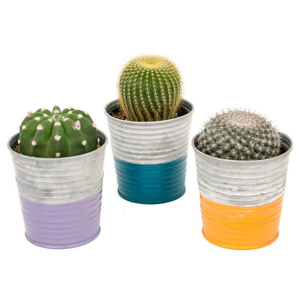 Unbranded 3.5 in. Assorted Cactus in a Neon Stripe Galvanized Tin (3-Pack)