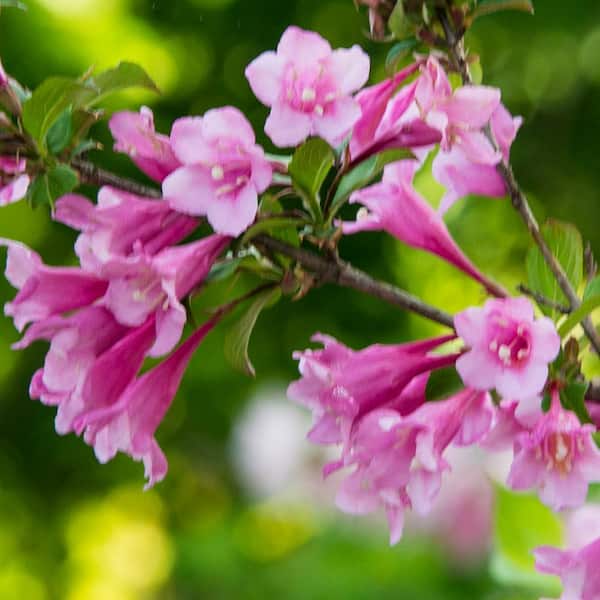 DIRECT GARDENING Java Red Weigela Super Value Pack Dormant Bare Root Flowering Starter Shrubs (10-Pack)