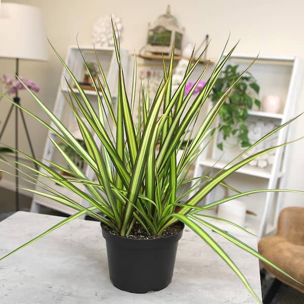 ALTMAN PLANTS Dracaena Marginata 'Sunray' Dragon Tree Live Indoor