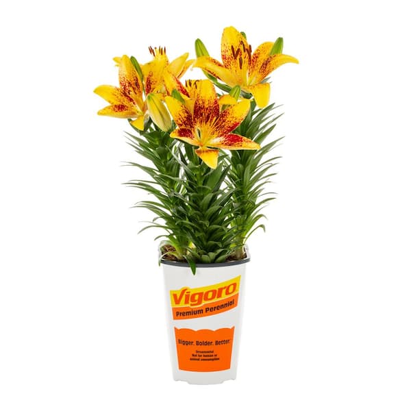 2 QT Lily 'Tiny Nugget' Perennial Plant