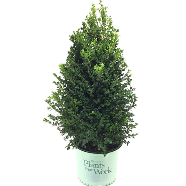 3 Gal. Boxwood (Buxus) Cranberry Creek Shrub 12717 - The Home Depot