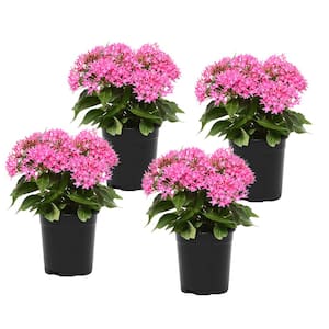 1 Qt. Pentas Pink Plant Collection (4-Pack)