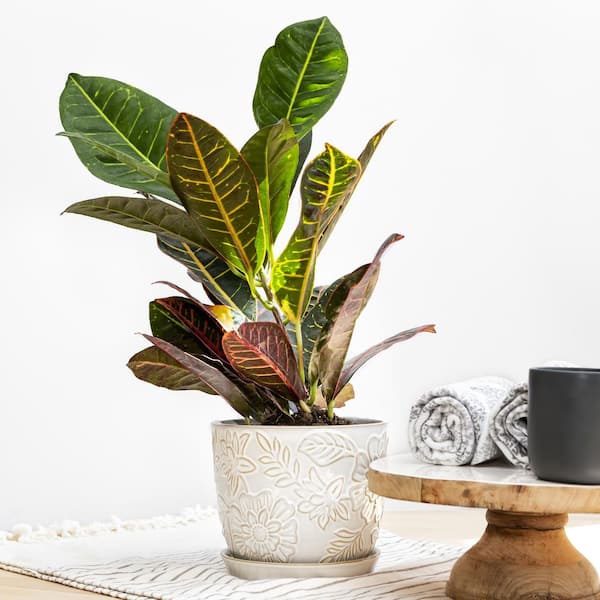 Vigoro Lorelai Small White Floral Ceramic Planter with Drainage