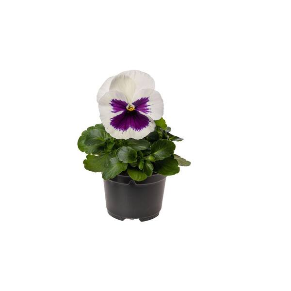 Unbranded 1.27 Qt. Delta Blotch White Pansy Plant (6-Pack)