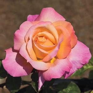 3 Gal. Pot, Chicago Peace Hybrid Tea Rose Potted Plant (1-Pack)