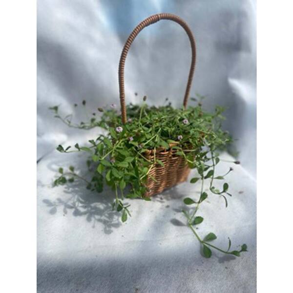 Sudzendf Phyla Nodiflora Plant with Pink Flowers