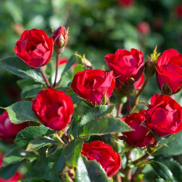 KNOCK OUT 2 Gal. Petite Knock Out Rose Bush with Red Flowers in Deco Container
