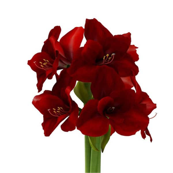 30 in. Holiday Displayer Pallet for Amaryllis